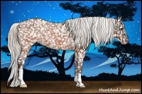 Horse Color:Silver Brown Roan Appaloosa