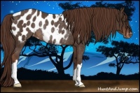 Horse Color:Liver Chestnut Near Leopard Rabicano 