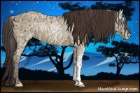 Horse Color:White Spotted Amber Champagne Ice Dun Rabicano 