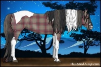 Horse Color:Plaid Grullo Tobiano