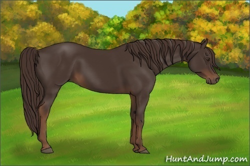 Horse Color:Liver Chestnut 