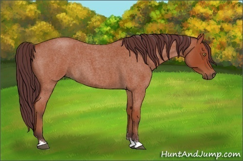 Horse Color:Chocolate Bay Roan 