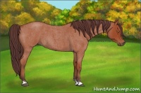 Horse Color:Chocolate Bay Roan 