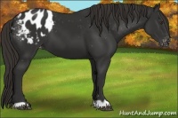 Horse Color:Liver Chestnut Appaloosa 