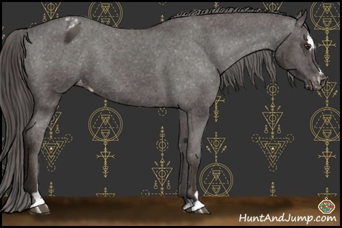 Horse Color:Liver Chestnut Sabino Appaloosa 