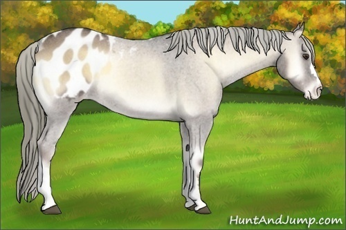 Horse Color:Liver Red Onyx Roan Appaloosa 