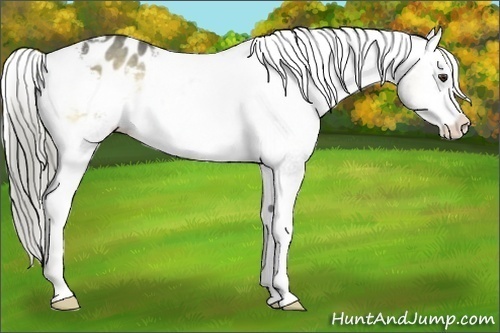 Horse Color:Chocolate Palomino Roan Onyx Appaloosa 