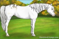 Horse Color:Chocolate Palomino Roan Onyx Mushroom Varnish
