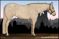 Horse Color:Palomino Roan 