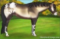 Horse Color:Brown Onyx Appaloosa