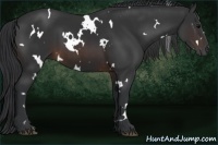Horse Color:White Spotted Brown 