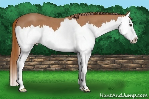 Horse Color:Red Roan Splash 