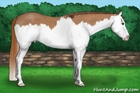 Horse Color:Red Roan Splash