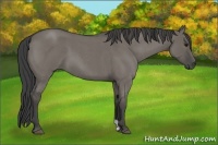 Horse Color:Unknown 