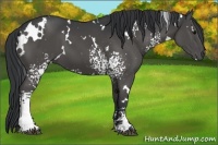 Horse Color:White Spotted Black