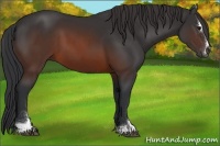 Horse Color:Brown Sabino
