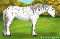 Horse Color:Plaid  Brown Splash Appaloosa 