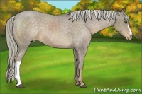 Horse Color:Chocolate Palomino Appaloosa 