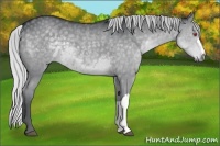 Horse Color:Silver Grullo Chinchilla 