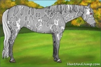 Horse Color:White Spotted Silver Grullo Chinchilla Ice