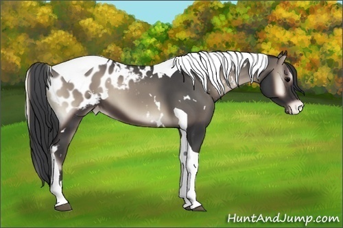 Horse Color:White Spotted Blue Onyx Tobiano Appaloosa 
