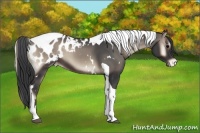 Horse Color:White Spotted Blue Onyx Tobiano Appaloosa 