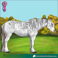 Horse Color:White Spotted Blue Roan Rabicano  and White Spotted Blue Roan Appaloosa Rabicano 