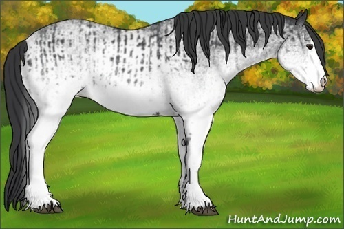 Horse Color:White Spotted Blue Roan Rabicano  and White Spotted Blue Roan Rabicano 