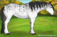 Horse Color:White Spotted Blue Roan Rabicano  and White Spotted Blue Roan Rabicano 