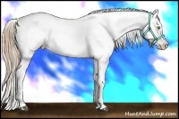 Horse Color:White Spotted Liver Chestnut Pearl Appaloosa 