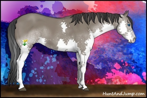 Horse Color:Grullo Splash 
