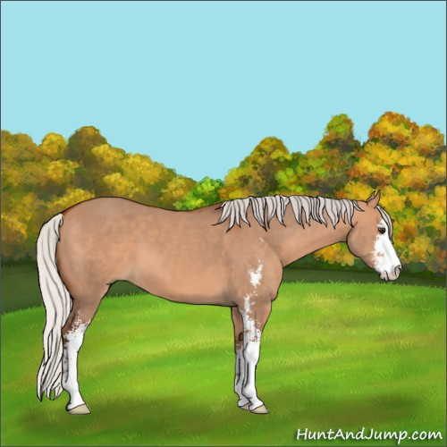 Horse Color:Silver Bay Dun Sabino 