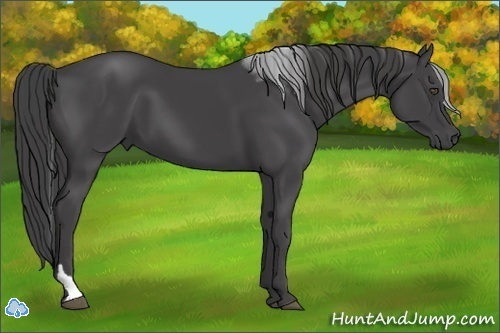 Horse Color:Smoky Black Tobiano 