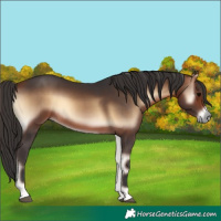 Horse Color:Bay Onyx
