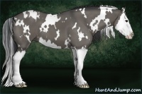 Horse Color:White Spotted Grullo Splash 