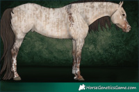 Horse Color:White Spotted Bay Dun and Liver Red Dun Roan Sabino Rabicano