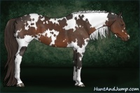 Horse Color:White Spotted Liver Chestnut 