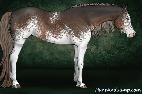 Horse Color:White Spotted Liver Chestnut Rabicano
