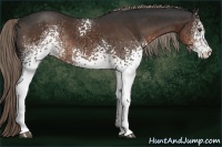 Horse Color:White Spotted Liver Chestnut Rabicano 
