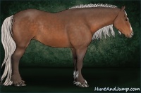 Horse Color:Silver Bay Sabino Rabicano 