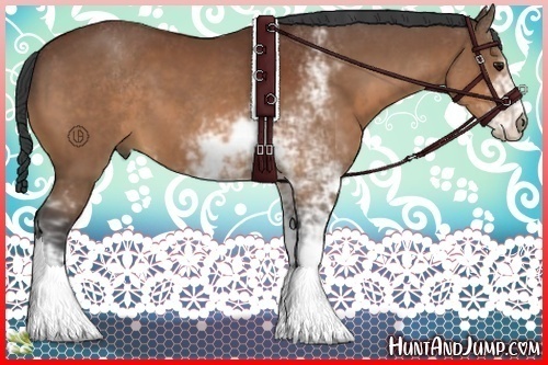 Horse Color:Bay Sabino 