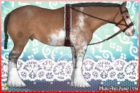 Horse Color:Bay Sabino