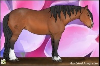 Horse Color:Bay Sabino 