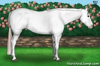 Horse Color:Grullo Appaloosa 