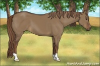 Horse Color:Liver Red Dun 