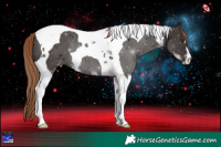 Horse Color:Liver Chestnut Sabino Tobiano 