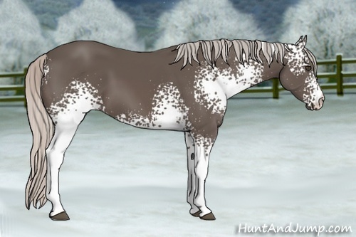 Horse Color:White Spotted Silver Black Sabino 