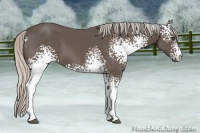 Horse Color:White Spotted Silver Black Sabino 