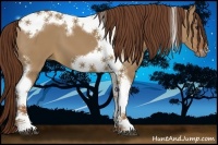 Horse Color:Red Dun Tobiano Frame