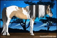 Horse Color:Buckskin Roan Splash Tobiano 
